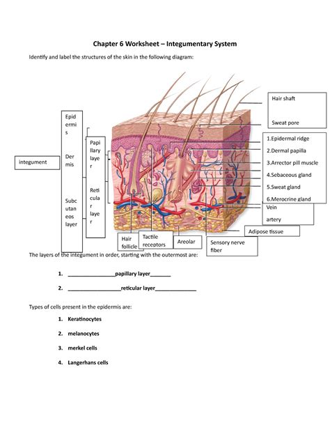 Integumentary System Worksheet Chapter 6 Answers PDF