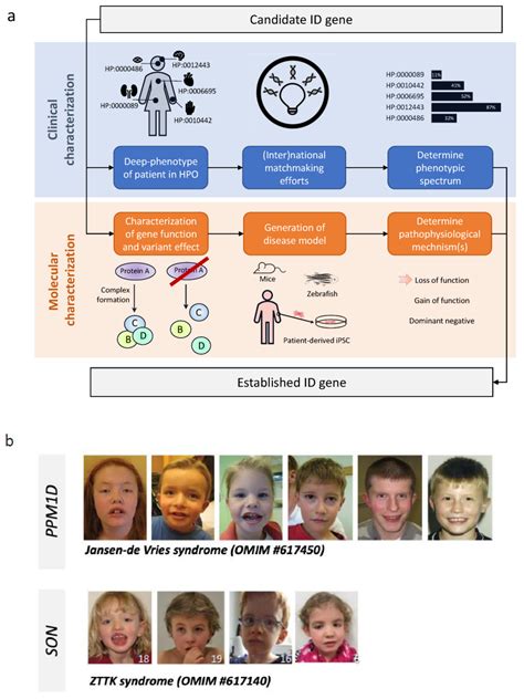 Intellectual Disabilities Genetics PDF