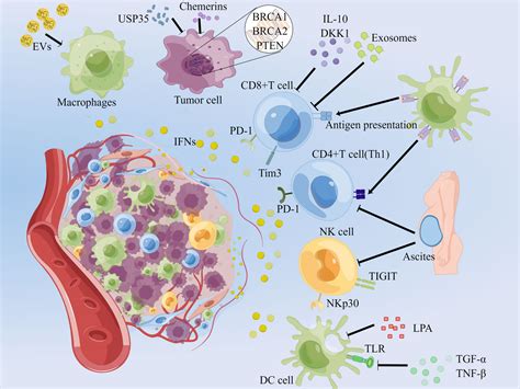 Interferons Mechanisms of Action and Role in Cancer Therapy Kindle Editon