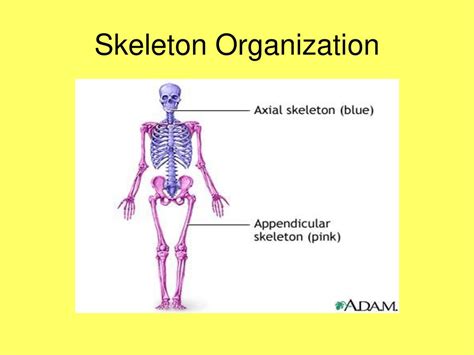 Intermediary Organization of the Skeleton Epub