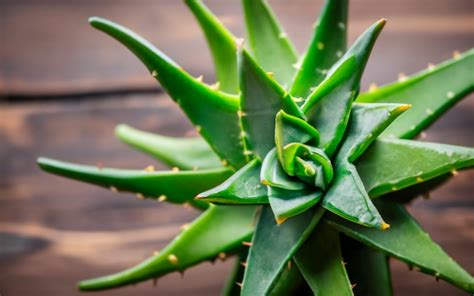 Interspecies Reviewers: Unlocking the Potential of Aloe for Health and Well-being