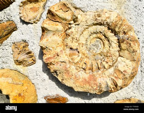 Introducing Ammonites: A Glimpse into the Cretaceous Period