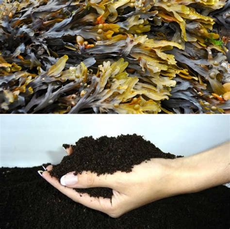 Introducing Organic Seaweed Fertilizer: The Future of Sustainable Agriculture