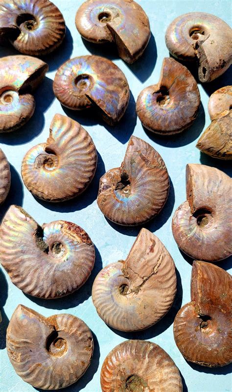 Introducing the Enchanting Ammonites