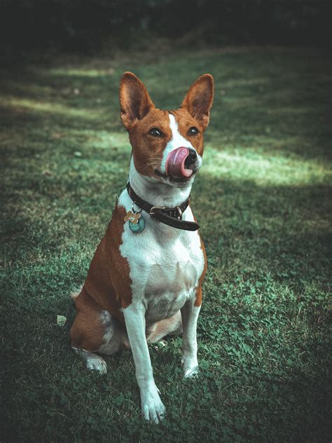 Introducing the Enigmatic and Endearing Basenji