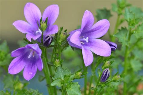 Introducing the Escort Bellflower: A Resilient and Versatile Plant for Your Garden