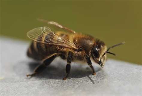 Introducing the Grounded Bee Stinger: Nature's Venomous Healer