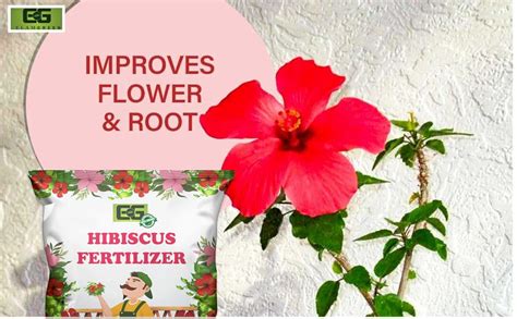 Introducing the Power of Hibiscus Fertilizer