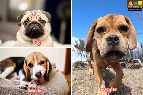 Introducing the Pug and Beagle Mix Puppy: A Delightful Hybrid with Endless Charm