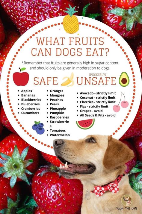 Introducing the Safe Fruit Options for Dogs