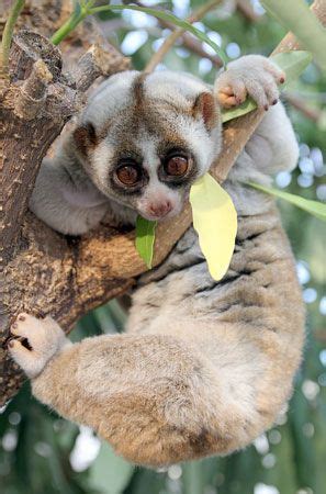 Introducing the Slow Loris: An Endearing and Imperiled Primate