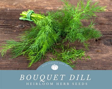 Introducing the Versatile Herb: Dill.notthepickle