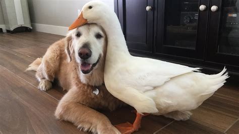 Introduction: A Duck Dog with a Difference