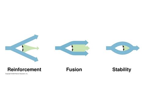 Introduction: A Fusion of Stability and Cushioning