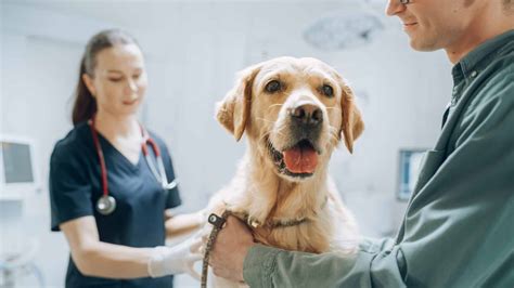 Introduction: Access to Affordable Veterinary Care for All