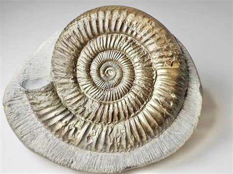 Introduction: Delving into the Ancient World of Ammonites