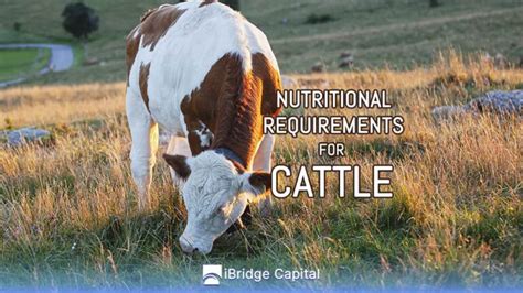 Introduction: Embark on a Journey to Enhance Cattle Nutrition