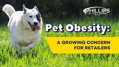 Introduction: Embracing Pet Obesity as a Growing Concern