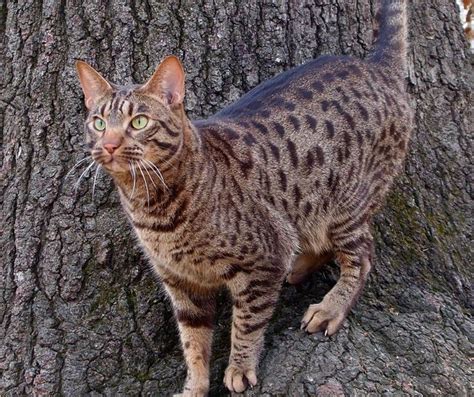 Introduction: Embracing the Charm of the Ocicat