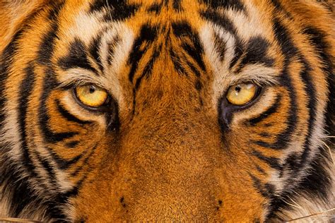 Introduction: Exploring the Captivating Allure of Tiger's Eye