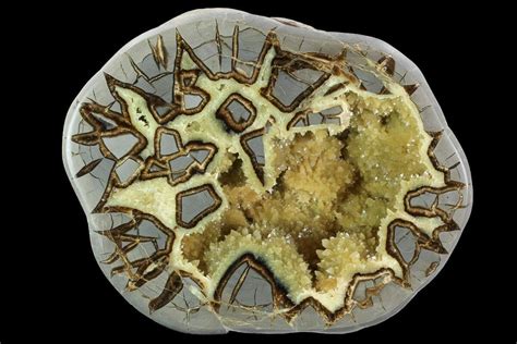 Introduction: Exploring the Enigmatic Septarian Nodules