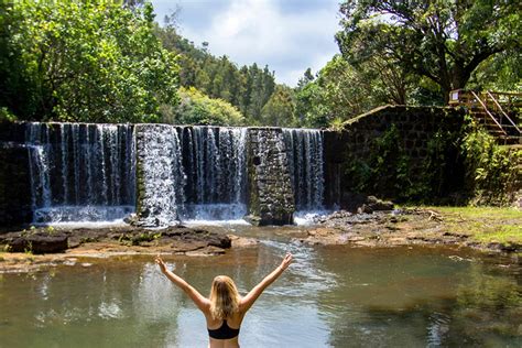 Introduction: Koa, the Crown Jewel of Hawaiian Forests