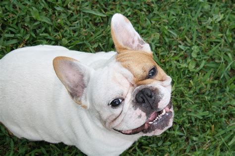 Introduction: Meet the Frenglish Bulldog