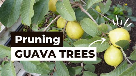 Introduction: Nourishing Your Guava Tree for Maximum Yield