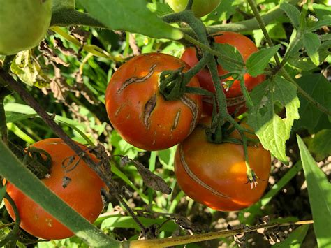 Introduction: Nurturing the Foundation of Bountiful Tomato Harvests