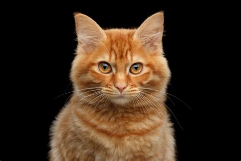 Introduction: Orangey, the Iconic Tabby with a Heart of Gold