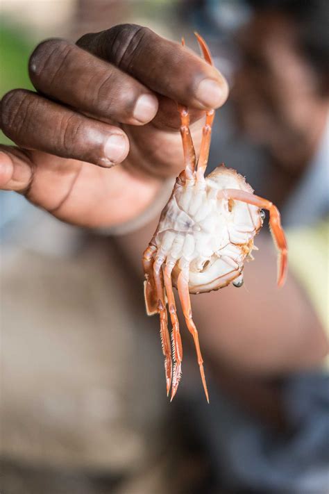 Introduction: Sri Lanka's Crab Nirvana