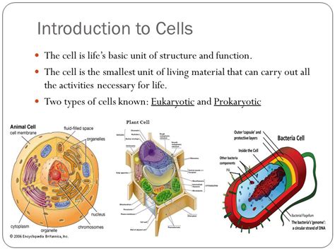 Introduction: The Allure of Cell Perfection