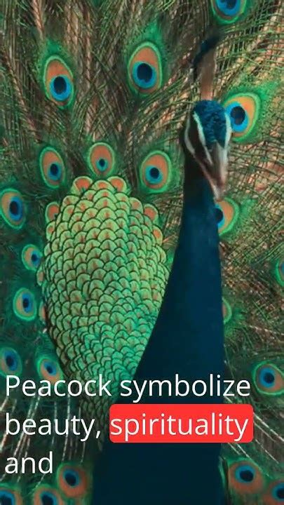 Introduction: The Allure of Peacock