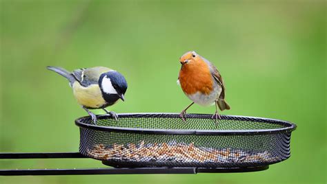 Introduction: The Allure of Wild Bird Feeding