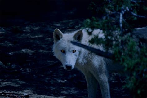 Introduction: The Allure of the White Werewolf