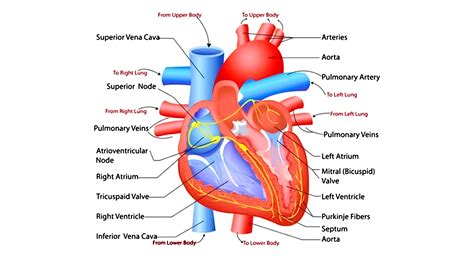 Introduction: The Anatomy of the Heart's Desires