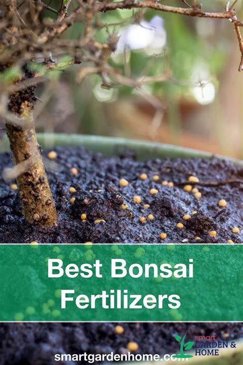 Introduction: The Art of Bonsai and the Importance of Liquid Fertilizer