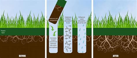 Introduction: The Benefits of Overseeding and the Role of Fertilizer