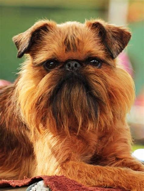 Introduction: The Brussels Griffon: A Charming Companion