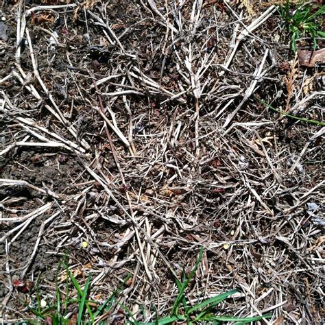 Introduction: The Crabgrass Conundrum