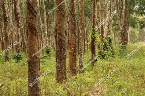 Introduction: The Economic and Environmental Significance of Rubber Trees