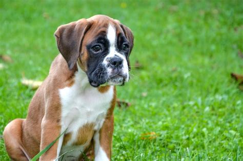 Introduction: The Endearing Boxer