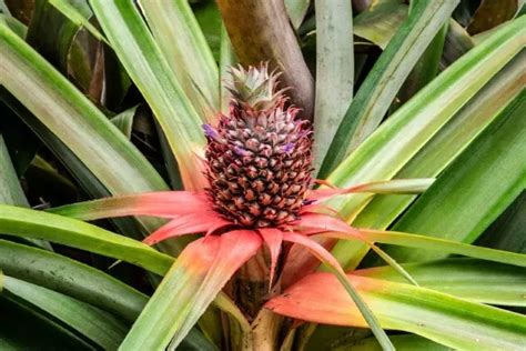 Introduction: The Essence of Fertilizer for Pineapple Cultivation