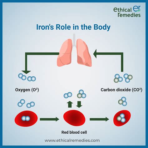 Introduction: The Essential Role of Iron