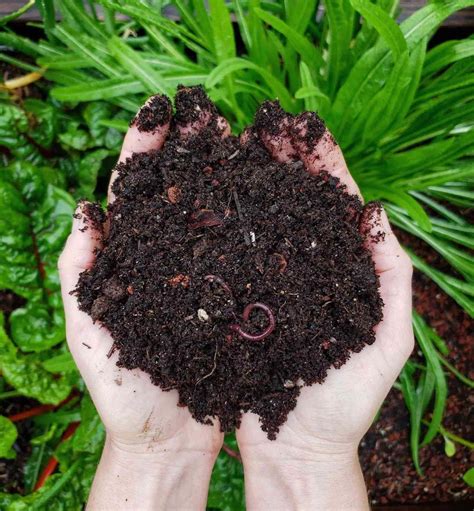 Introduction: The Growing Need for Manure Composting