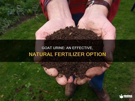 Introduction: The Hidden Power of Urine as a Natural Fertilizer