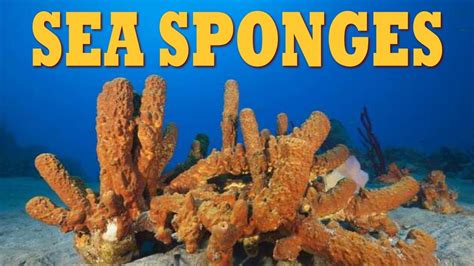 Introduction: The Hidden Value of Sponges