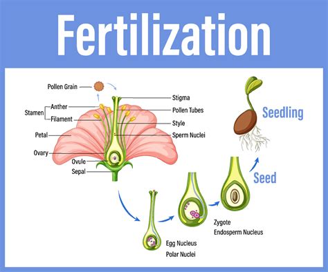 Introduction: The Importance of Fertilization for Flowering Plants