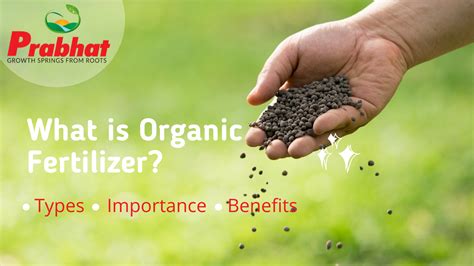 Introduction: The Importance of Fertilizer Granules