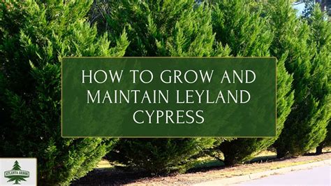 Introduction: The Importance of Fertilizing Leyland Cypress Trees